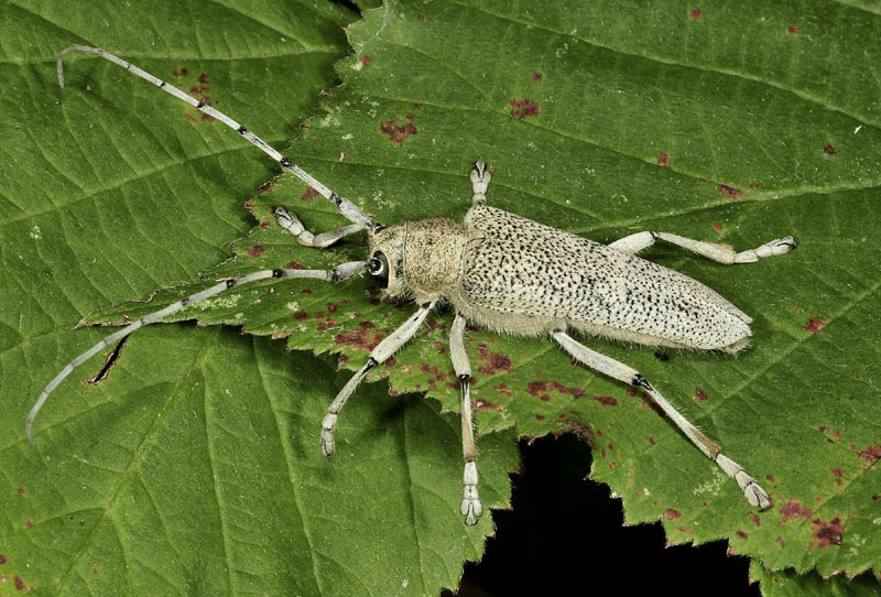 Cerambicydae:  Saperda carcharias, maschio